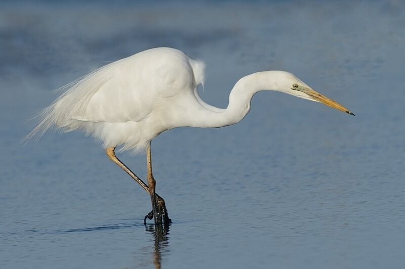 Great Egretadult