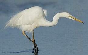 Grande Aigrette