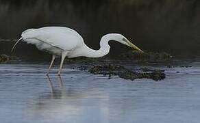 Grande Aigrette