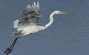 Grande Aigrette