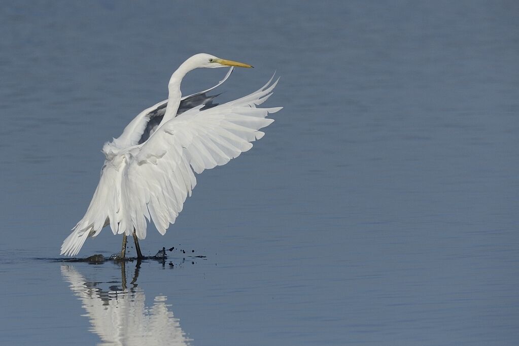 Great Egretadult post breeding, Flight