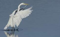 Grande Aigrette