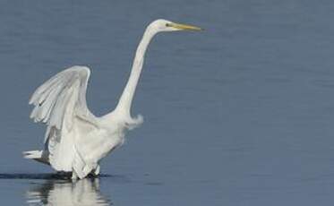 Grande Aigrette