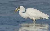 Grande Aigrette