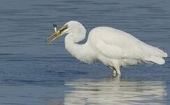 Grande Aigrette