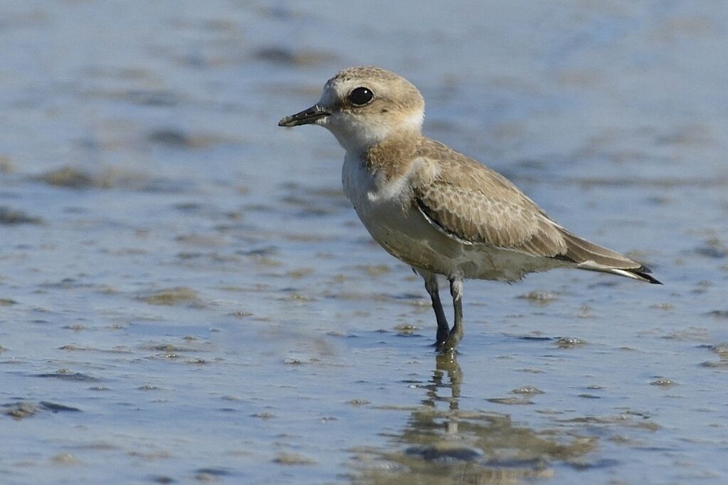 Gravelot à collier interrompuimmature, identification