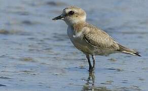 Kentish Plover