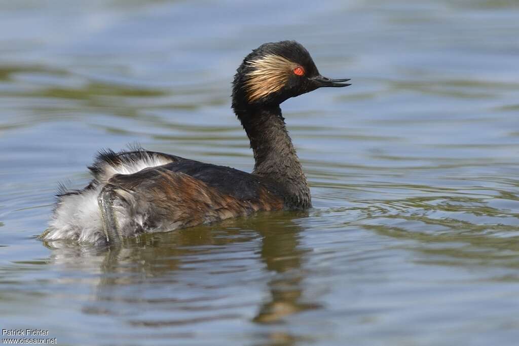 Grèbe à cou noiradulte, identification