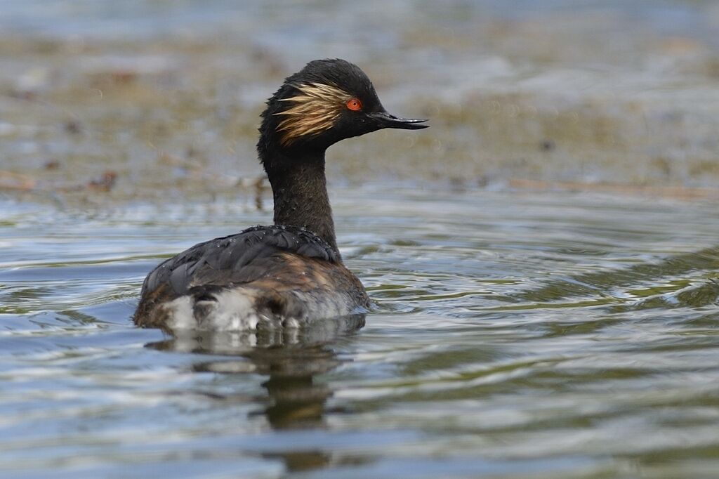 Black-necked Grebeadult breeding, close-up portrait