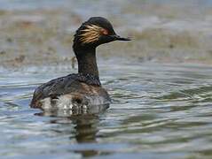 Black-necked Grebe