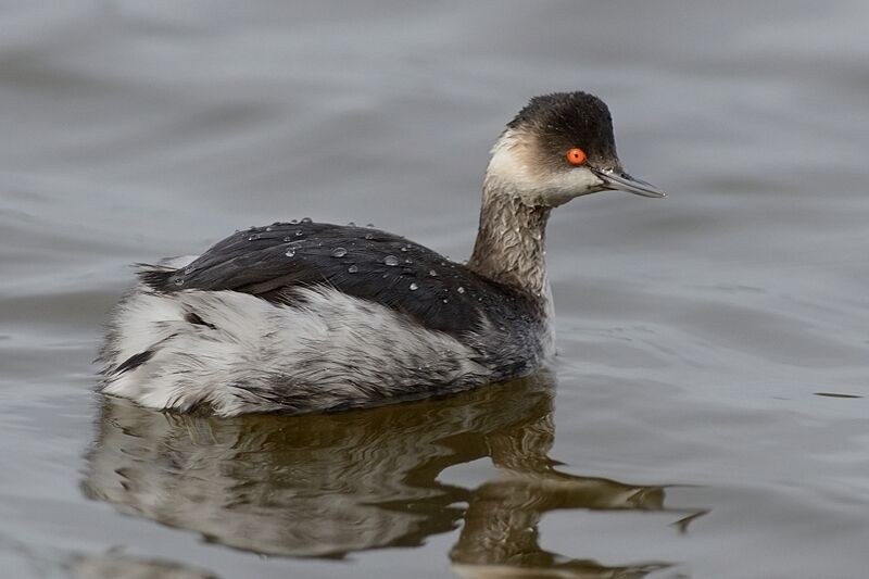 Black-necked Grebeadult post breeding