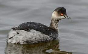 Black-necked Grebe