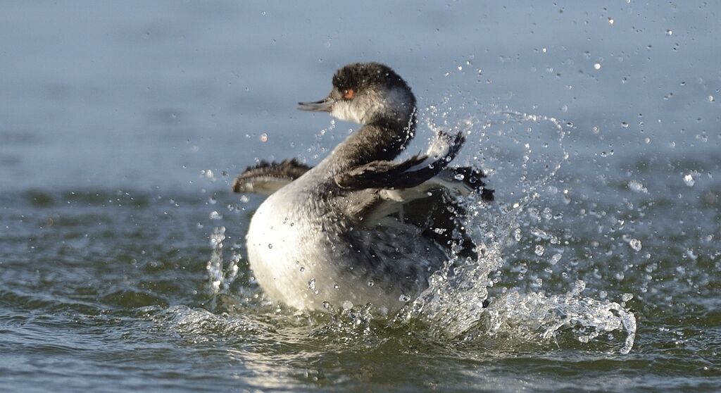 Black-necked Grebeadult post breeding