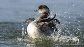 Black-necked Grebe