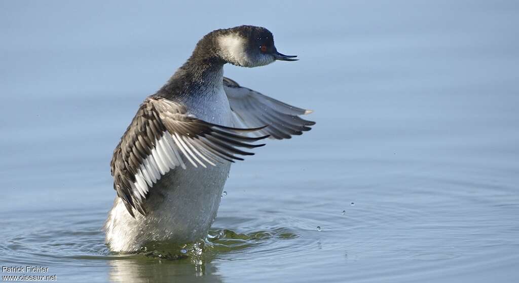 Black-necked Grebeadult post breeding, pigmentation, Behaviour