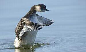 Black-necked Grebe