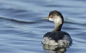 Black-necked Grebe