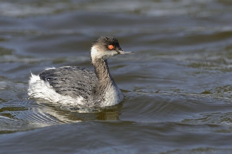 Black-necked Grebeadult transition