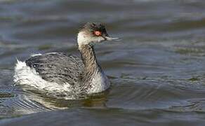 Black-necked Grebe