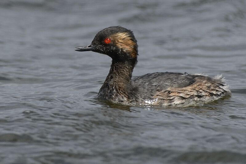 Black-necked Grebeadult breeding, close-up portrait