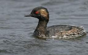 Black-necked Grebe