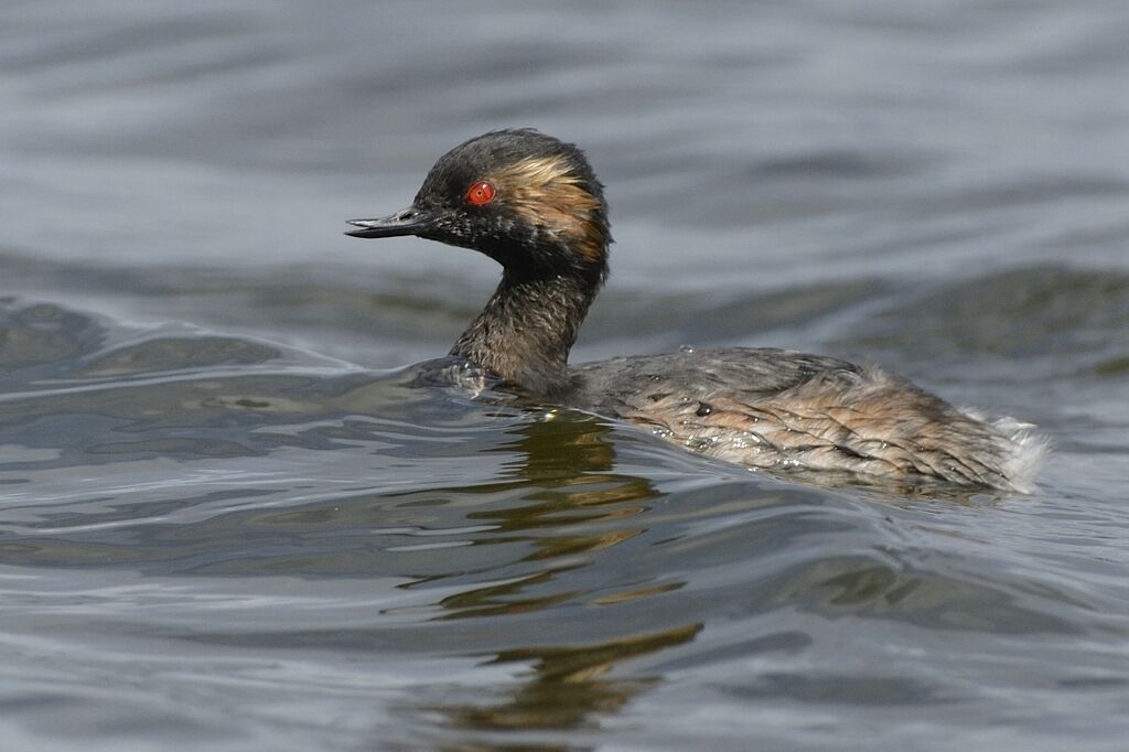 Black-necked Grebeadult breeding, close-up portrait