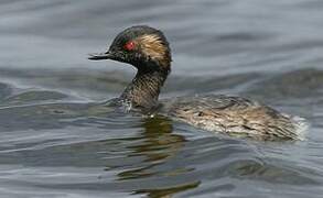 Black-necked Grebe