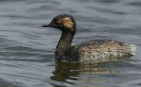 Black-necked Grebe