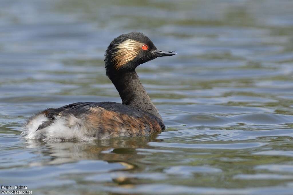 Grèbe à cou noirsubadulte, identification