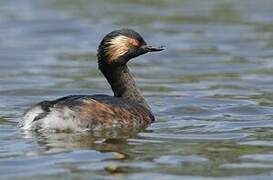 Black-necked Grebe