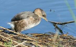 Little Grebe