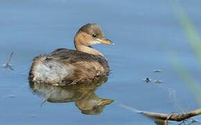 Little Grebe