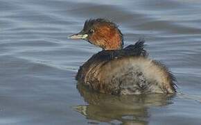 Little Grebe