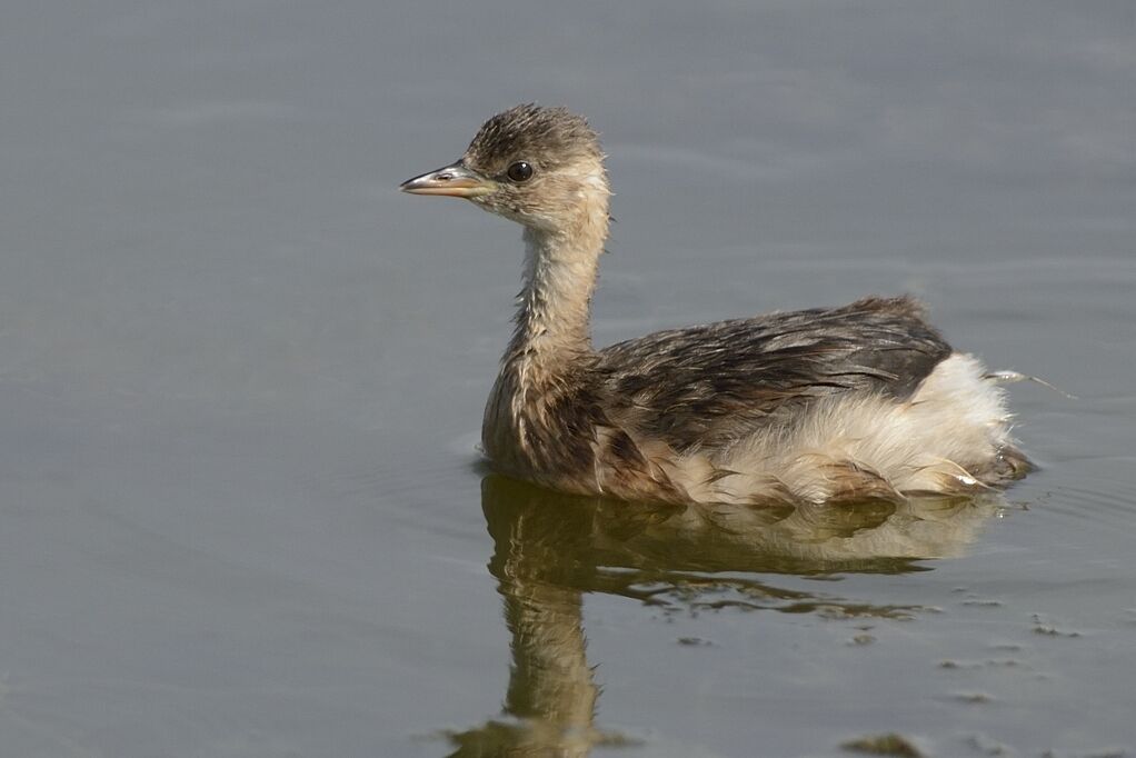 Little Grebeimmature, identification