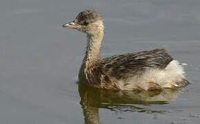 Little Grebe