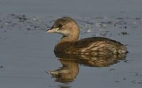 Little Grebe