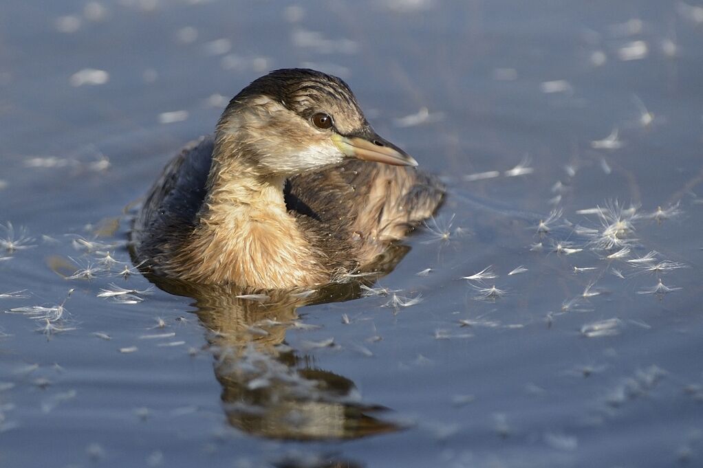 Little Grebeadult post breeding, habitat