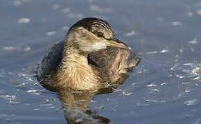 Little Grebe