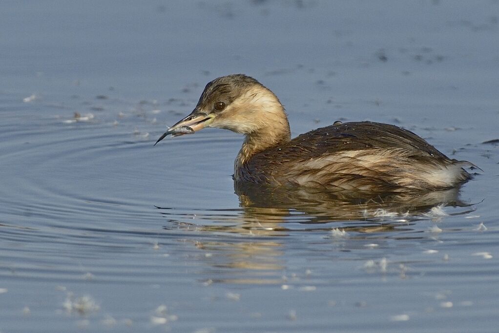 Grèbe castagneuxadulte, pêche/chasse