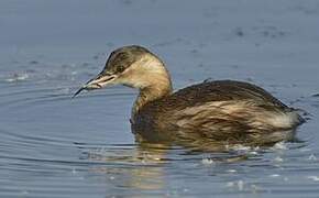 Little Grebe