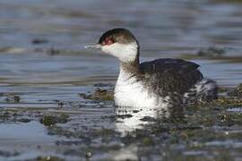 Horned Grebe