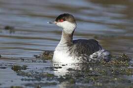 Horned Grebe