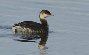 Horned Grebe