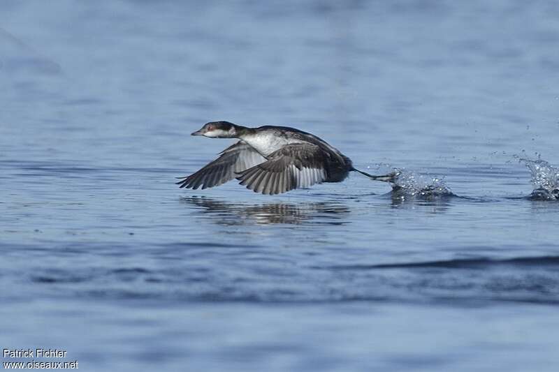 Horned Grebeadult post breeding, Flight