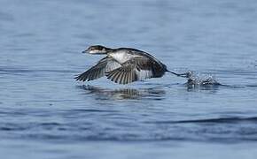 Horned Grebe