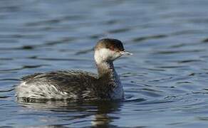 Horned Grebe