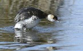 Horned Grebe