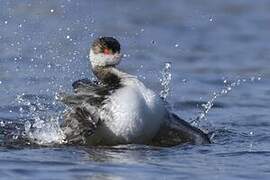 Horned Grebe