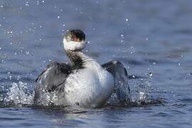 Horned Grebe