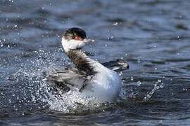 Horned Grebe